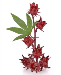 High Quality Natural Roselle Dried Hibiscus Flowers For Home Wedding Decor Soap Candle Pigment Making Materials