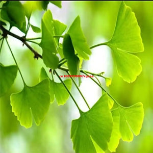 High Quality Natural Ginkgo Biloba Dried Leaves For Mix Dried Flower Soap Candle Making Materials Wedding Decor Home Decoration